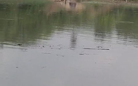 पार्वती नदी उफान पर, बैरसिया-नरसिंहगढ़ मार्ग बंद