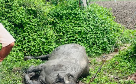 करंट की चपेट में आने से किसान की भैंस की मौत, बिजली विभाग की लापरवाही पर फूटा ग्रामीणों का गुस्सा