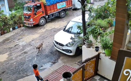 सैलाना में आवारा कुत्तों का आतंक: स्कूल जा रहे मासूम पर हमला, CCTV वीडियो आया सामने, स्वास्थ्य व्यवस्था पर उठे सवाल