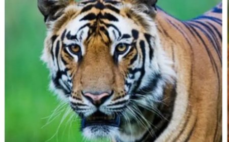 अंतरराष्ट्रीय बाघ दिवस: बाघ बचाने के दावों के बीच जंगल उजड़ने का आरोप, उमंग सिंघार ने सरकार से पूछे सवाल