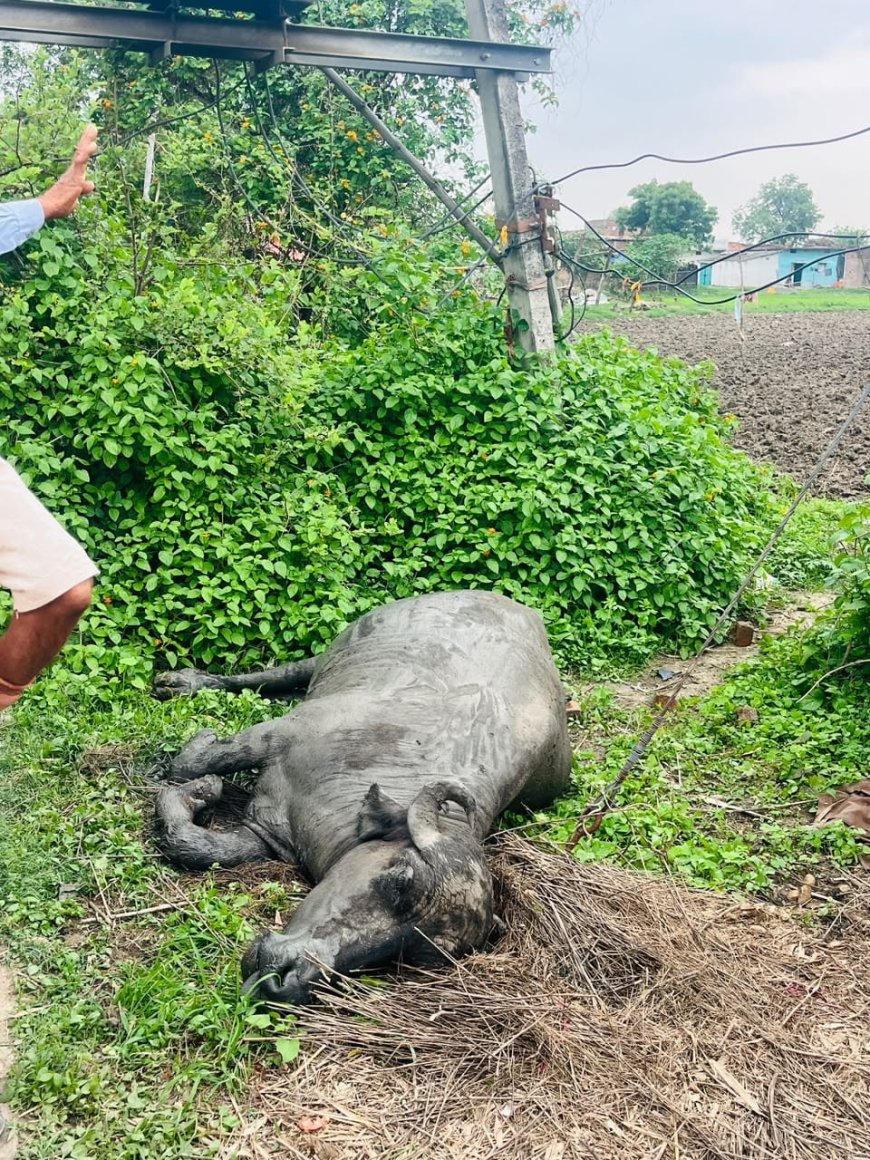 करंट की चपेट में आने से किसान की भैंस की मौत, बिजली विभाग की लापरवाही पर फूटा ग्रामीणों का गुस्सा
