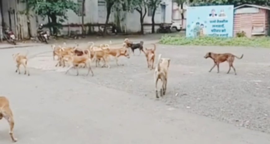 सैलाना में आवारा कुत्तों का आतंक: स्कूल जा रहे मासूम पर हमला, CCTV वीडियो आया सामने, स्वास्थ्य व्यवस्था पर उठे सवाल