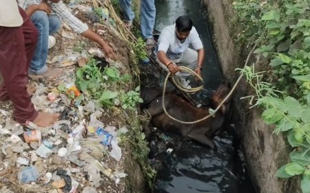 मैहर में खुले नाले में गिरी गाय, दो घंटे बाद स्थानीय लोगों ने किया सुरक्षित रेस्क्यू
