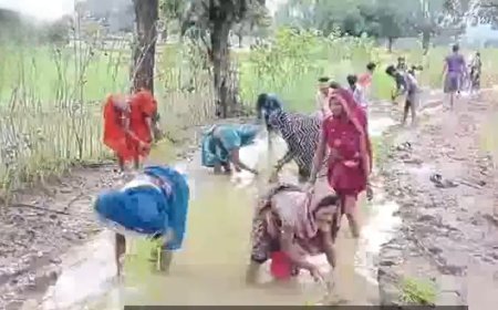 नहीं बनी सड़क तो लगा दी धान, गलहथा के ग्रामीणों ने अनोखे अंदाज में किया विरोध
