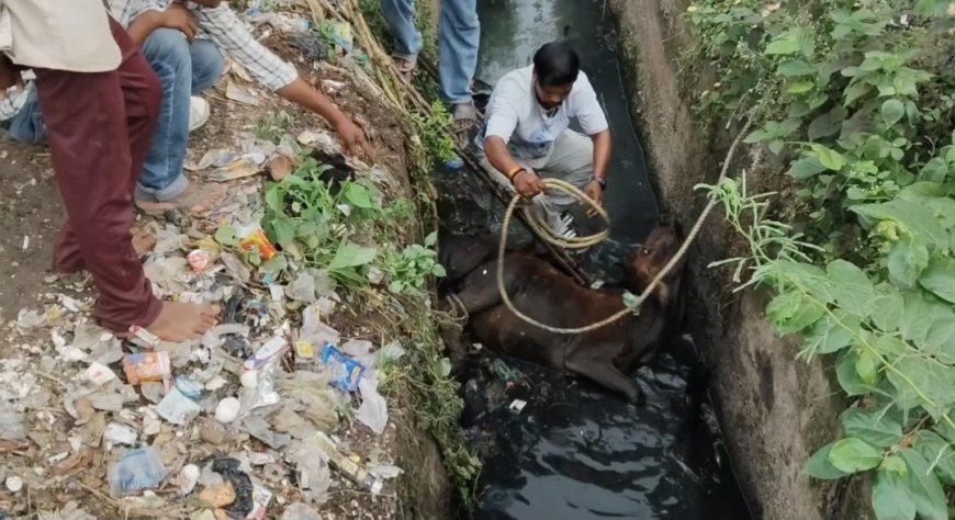 मैहर में खुले नाले में गिरी गाय, दो घंटे बाद स्थानीय लोगों ने किया सुरक्षित रेस्क्यू