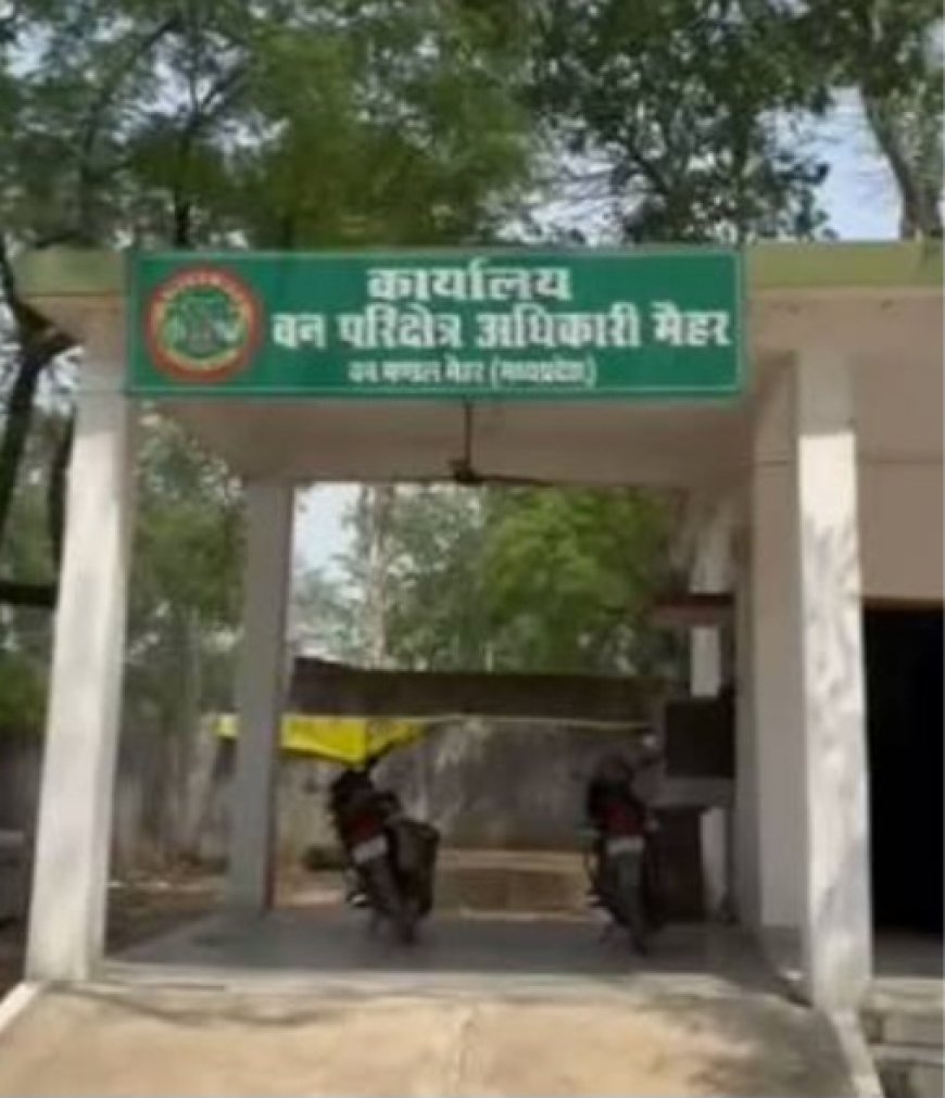 बहेली के आदिवासी समाज का मैहर में प्रदर्शन, बिरसा मुंडा की प्रतिमा क्षतिग्रस्त करने का आरोप; DFO पर कार्रवाई की मांग