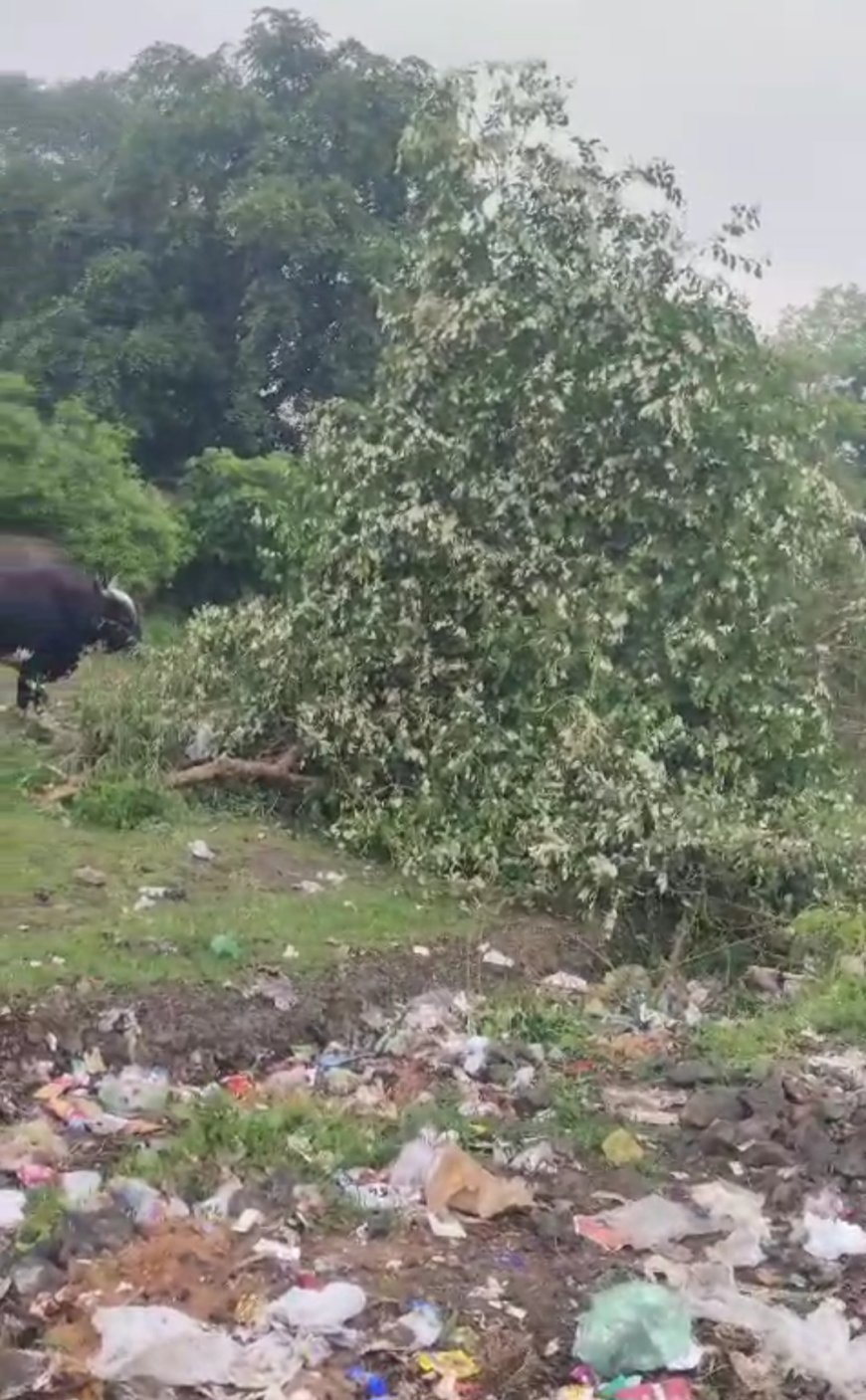 मंदिर परिसर में पुराने पेड़ काटने और दीवार तोड़ने का आरोप, रहवासियों में आक्रोश
