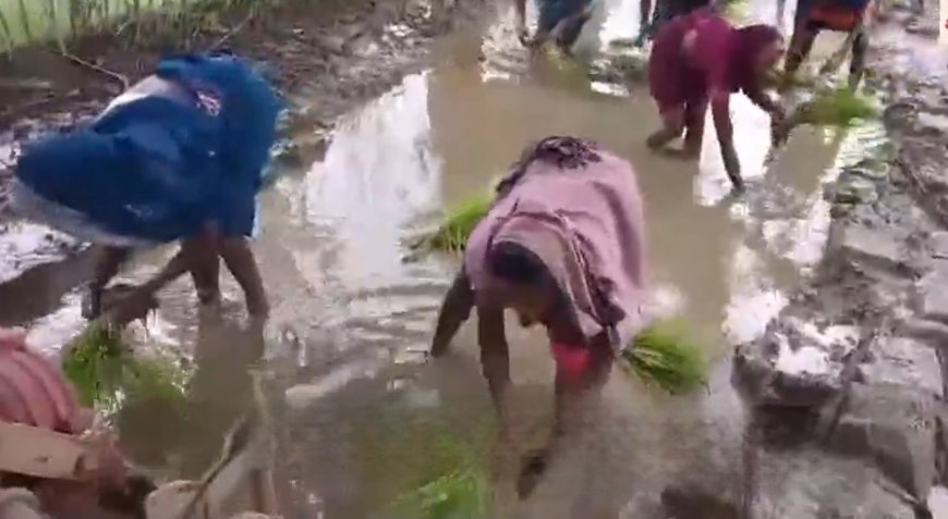 नहीं बनी सड़क तो लगा दी धान, गलहथा के ग्रामीणों ने अनोखे अंदाज में किया विरोध