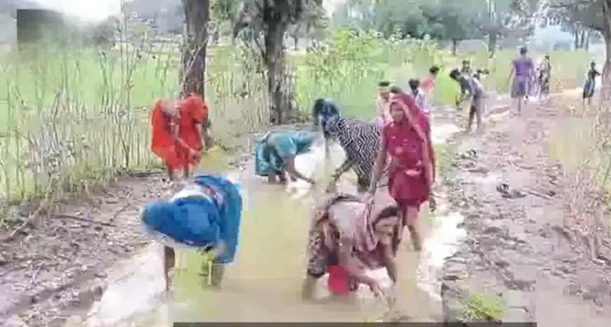 नहीं बनी सड़क तो लगा दी धान, गलहथा के ग्रामीणों ने अनोखे अंदाज में किया विरोध