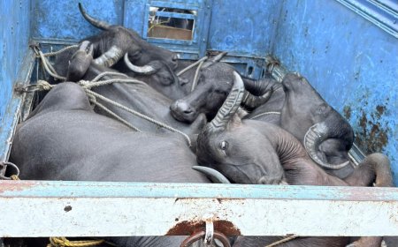 तीन पिकअप वाहनों से 20 मवेशी बरामद, ₹21.20 लाख का माल-मशरूका जब्त; एक आरोपी गिरफ्तार, फरार चालकों की तलाश जारी