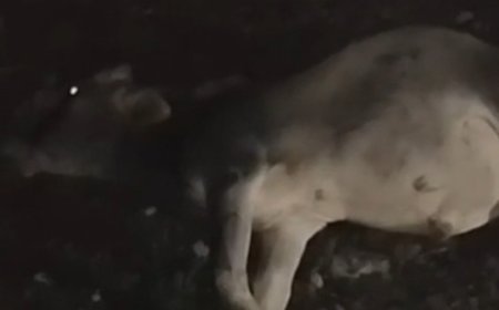 ब्यावरा में NH-46 पर दर्दनाक हादसा: कंटेनर ने गायों के झुंड को मारी टक्कर, दो की मौत