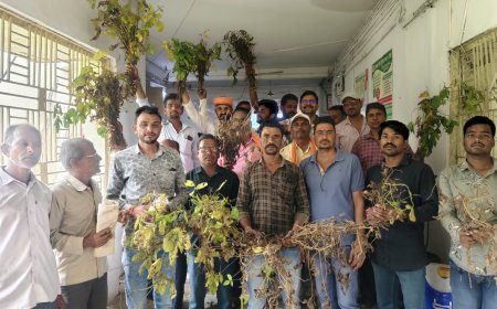 पीला मोजेक ने बर्बाद की सोयाबीन की फसल, किसानों ने मांगा मुआवजा