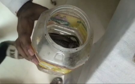 सांप के काटने के बाद उसे डिब्बे में बंद कर अस्पताल पहुंचा युवक, डॉक्टर को दिखाया ‘वही सांप’