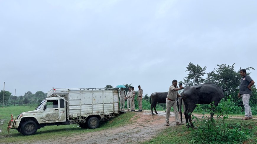 तीन पिकअप वाहनों से 20 मवेशी बरामद, ₹21.20 लाख का माल-मशरूका जब्त; एक आरोपी गिरफ्तार, फरार चालकों की तलाश जारी