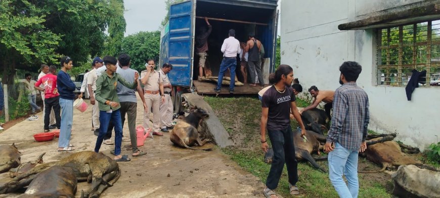 मध्यप्रदेश में गौवंश-पशु तस्करी पर पुलिस का शिकंजा, एक माह में 409 पशु मुक्त