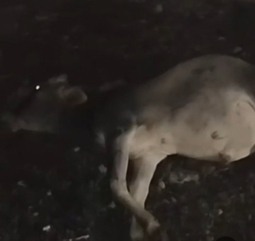 ब्यावरा में NH-46 पर दर्दनाक हादसा: कंटेनर ने गायों के झुंड को मारी टक्कर, दो की मौत