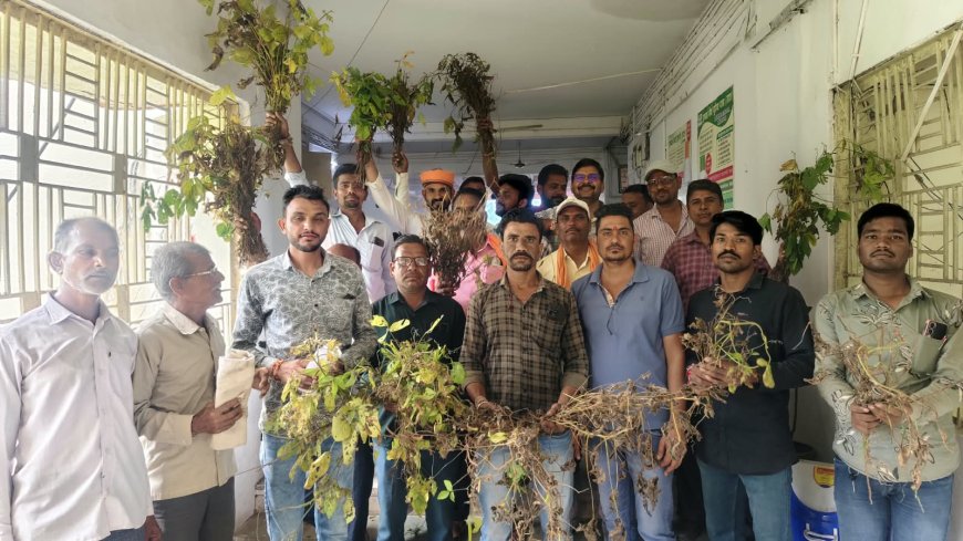 पीला मोजेक ने बर्बाद की सोयाबीन की फसल, किसानों ने मांगा मुआवजा