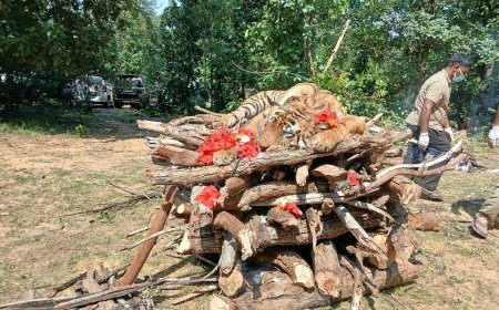 बांधवगढ़ की प्रसिद्ध बाघिन  की मौत, 15 साल की उम्र में तोड़ा दम