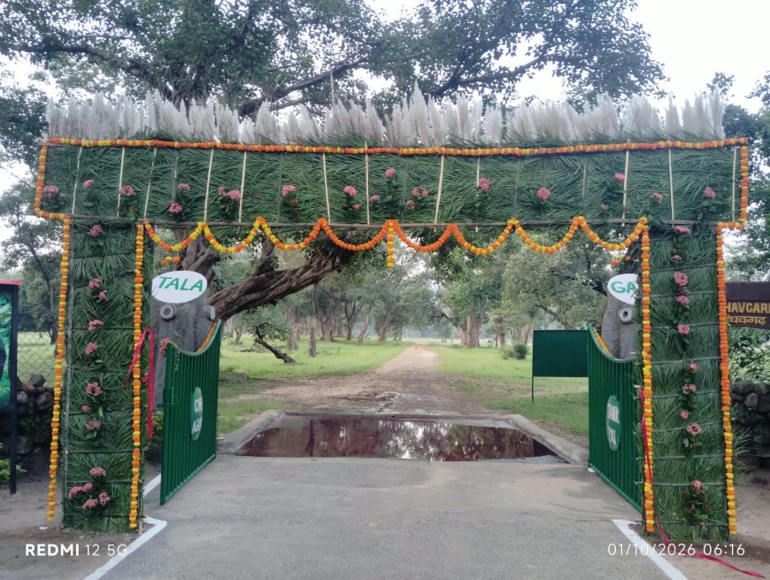 बाँधवगढ़ टाइगर रिजर्व में शुरू हुई कोर जोन टाइगर सफारी, देश-विदेश से पहुंचे पर्यटक