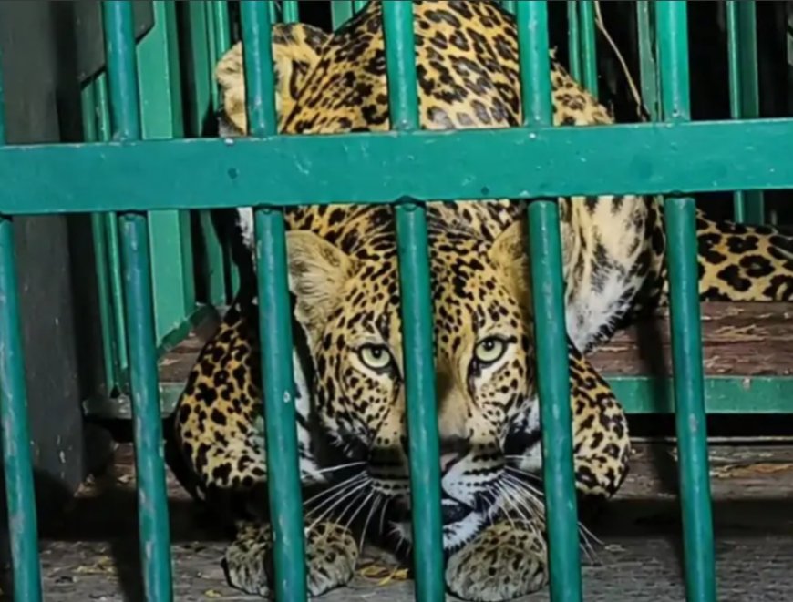 सांची की पहाड़ी माची में एक महीने से घूम रहा तेंदुआ पिंजरे में कैद, वन विभाग ने भोपाल के वन विहार भेजा