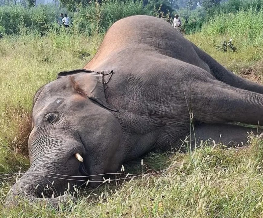 करंट ने ली हाथी की जान